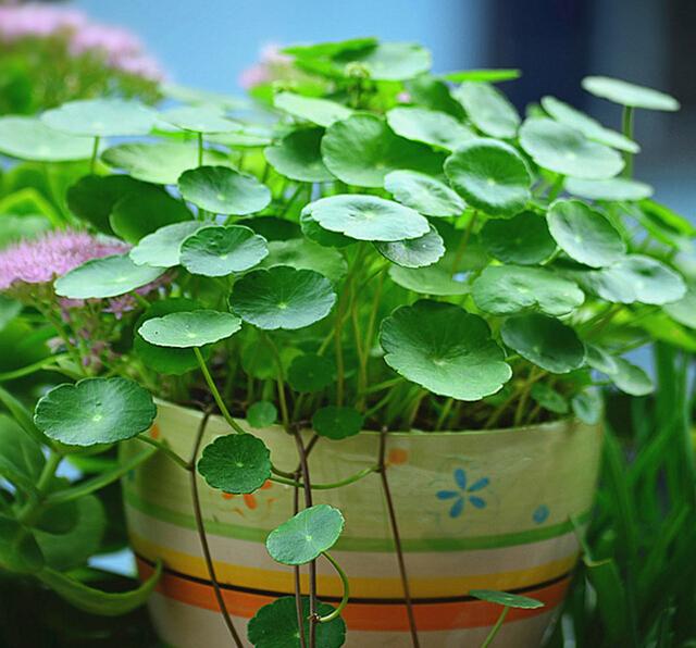 因为铜钱草形状像铜钱,因此常被寓意为财富,招财的植物.